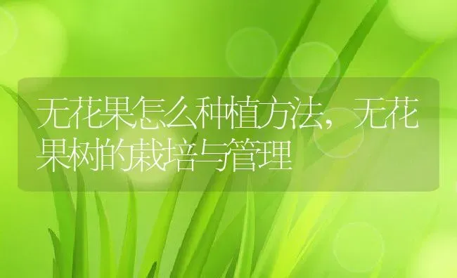 无花果怎么种植方法,无花果树的栽培与管理 | 养殖学堂