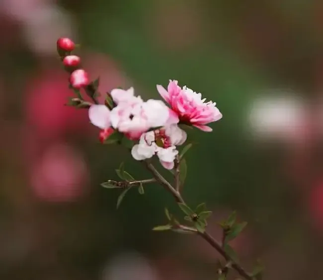 松红梅花好养吗,松竹梅好养吗？