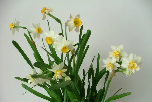 水仙花什么时候种植最好,水仙几月份种最好？