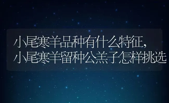 小尾寒羊品种有什么特征,小尾寒羊留种公羔子怎样挑选 | 养殖学堂