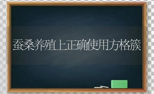 蚕桑养殖上正确使用方格簇 | 养殖知识