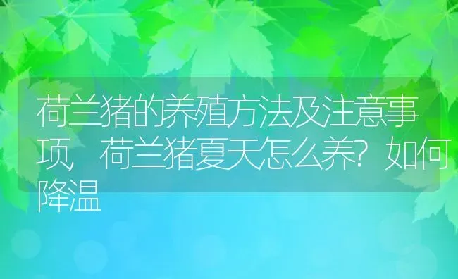 荷兰猪的养殖方法及注意事项,荷兰猪夏天怎么养?如何降温 | 养殖学堂