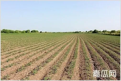 大豆高产种植要点和注意事项介绍 | 常识大全