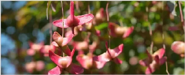 蝴蝶梅的危害 | 妙招大全