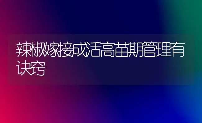 辣椒嫁接成活高苗期管理有诀窍 | 养殖技术大全