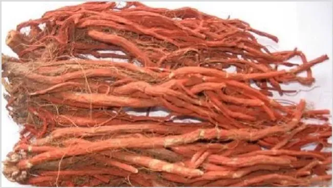 2019丹参的种植前景好吗？ | 妙招大全