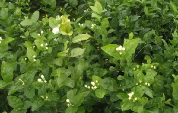 茉莉花适合什么土壤种植,茉莉花地栽怎样养？