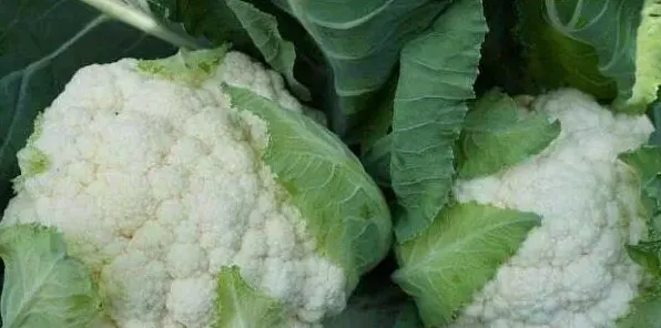 菜花什么时候育苗好？菜花育苗的技术要点介绍 | 三农知识
