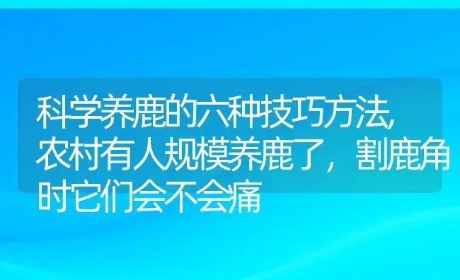 科学养鹿的六种技巧方法,农村有人规模养鹿了，割鹿角时它们会不会痛 | 养殖学堂