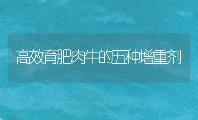 高效育肥肉牛的五种增重剂 | 养殖知识