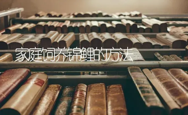 家庭饲养锦鲤的方法 | 养殖技术大全