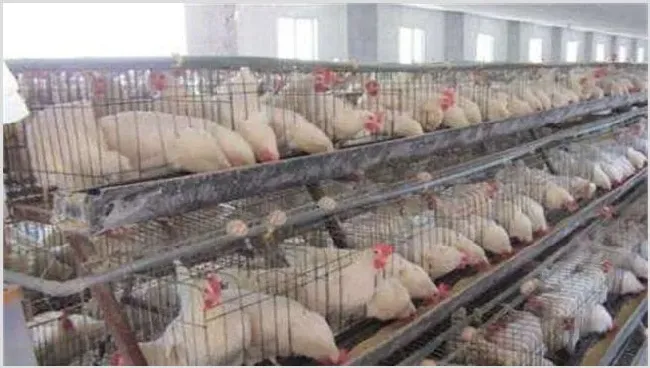 白羽肉鸡笼养怎么喂养 | 实用知识