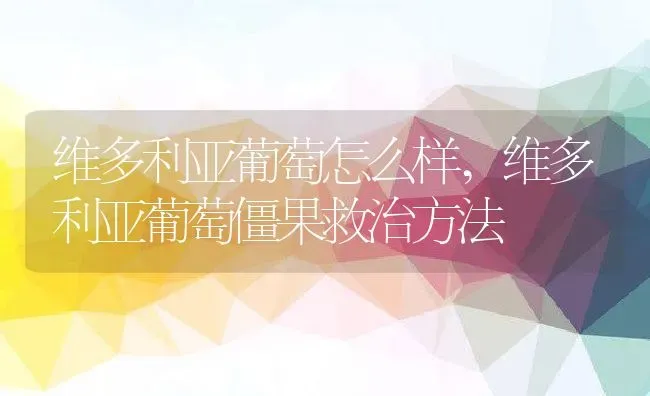 维多利亚葡萄怎么样,维多利亚葡萄僵果救治方法 | 养殖学堂