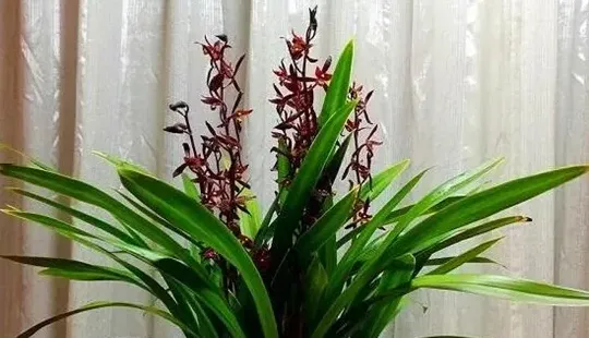 兰花怎么养才能开花,怎样能使兰花多开花？
