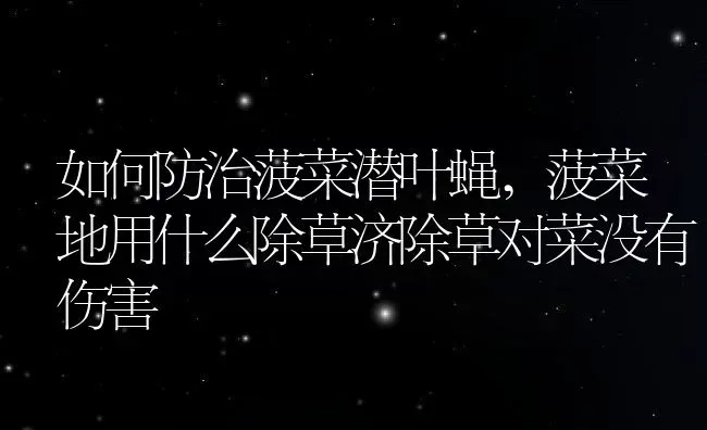 如何防治菠菜潜叶蝇,菠菜地用什么除草济除草对菜没有伤害 | 养殖学堂