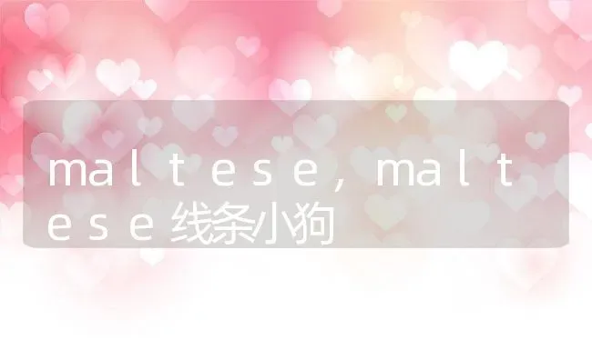 maltese,maltese线条小狗 | 养殖科普