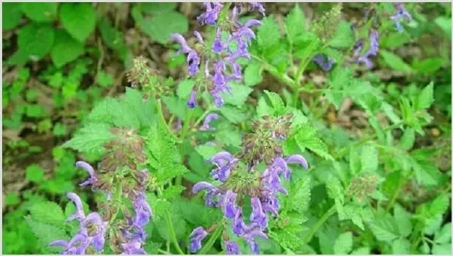 2019丹参的种植前景好吗？ | 妙招大全