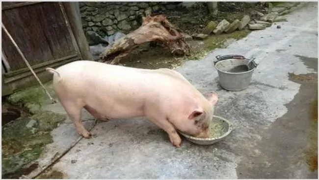 怎么提高猪饲料利用率？具体措施有哪些 | 妙招大全
