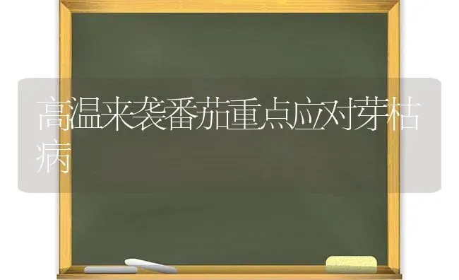 高温来袭番茄重点应对芽枯病 | 养殖技术大全