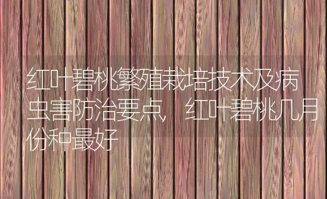 红叶碧桃繁殖栽培技术及病虫害防治要点,红叶碧桃几月份种最好 | 养殖学堂