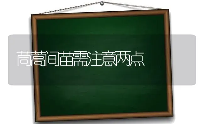 茼蒿间苗需注意两点 | 养殖知识