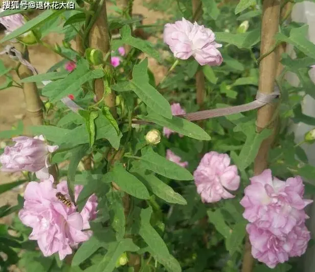 缠枝牡丹什么时候种植好,缠枝牡丹的生长习性？