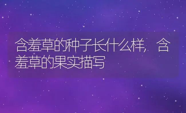 含羞草的种子长什么样,含羞草的果实描写 | 养殖学堂