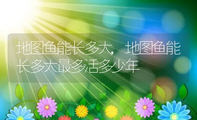 地图鱼能长多大,地图鱼能长多大最多活多少年 | 养殖科普