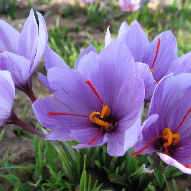 藏红花是什么样的花朵,藏红花开花是什么样子？