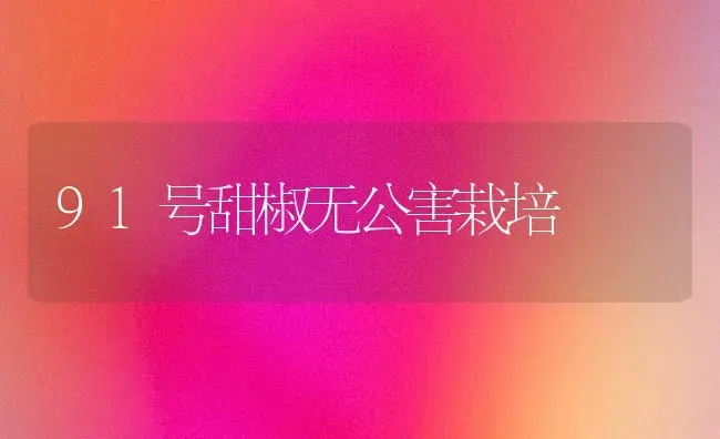 91号甜椒无公害栽培 | 养殖技术大全