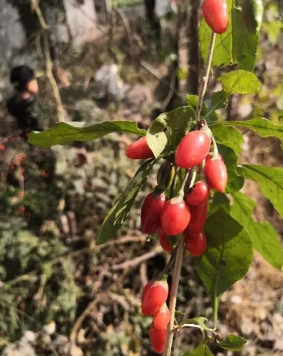 枸杞盆景的养殖方法和注意事项,枸杞冬季盆景制作方法？