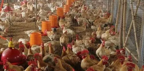 养鸡怎么才能挣钱？这7个坏毛病养鸡户须戒掉！ | 实用知识