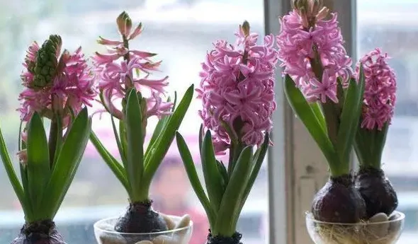 水培风信子开花后第二年还能养吗,风信子开完花之后怎么处理？