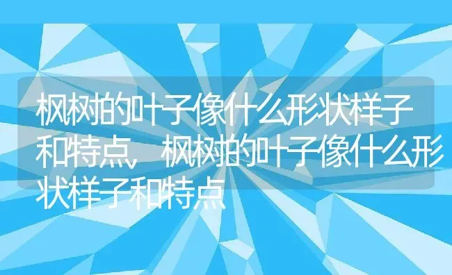 枫树的叶子像什么形状样子和特点,枫树的叶子像什么形状样子和特点 | 养殖科普