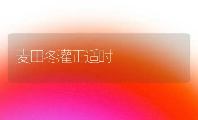 麦田冬灌正适时 | 养殖技术大全
