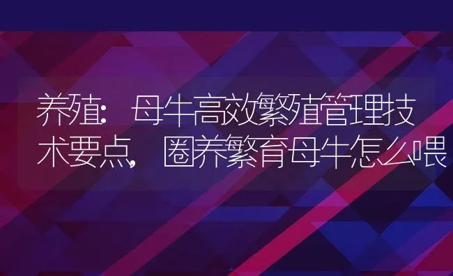 养殖:母牛高效繁殖管理技术要点,圈养繁育母牛怎么喂 | 养殖学堂