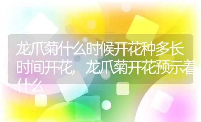 龙爪菊什么时候开花种多长时间开花,龙爪菊开花预示着什么 | 养殖学堂