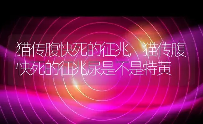 猫传腹快死的征兆,猫传腹快死的征兆尿是不是特黄 | 养殖资料