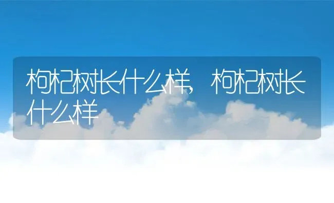 枸杞树长什么样,枸杞树长什么样 | 养殖科普