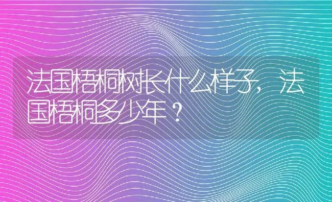法国梧桐树长什么样子,法国梧桐多少年？ | 养殖科普