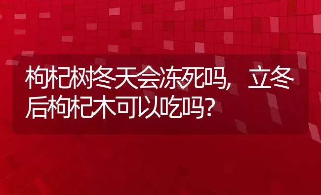 枸杞树冬天会冻死吗,立冬后枸杞木可以吃吗？ | 养殖科普