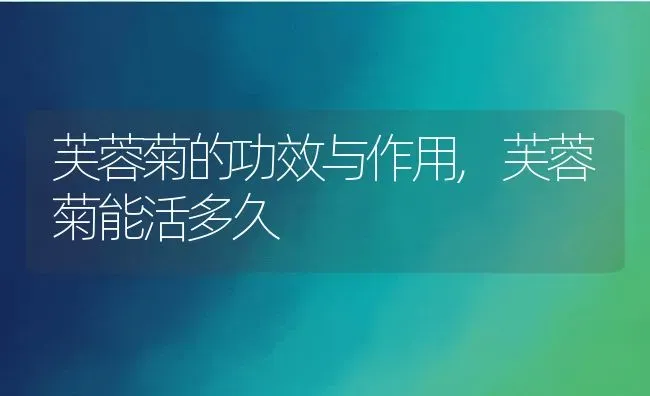 芙蓉菊的功效与作用,芙蓉菊能活多久 | 养殖学堂