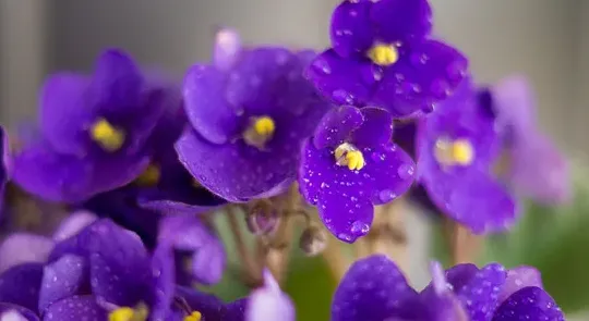 紫罗兰的花语和寓意,紫罗兰的花语是啥？