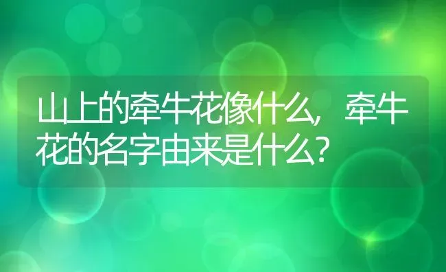 山上的牵牛花像什么,牵牛花的名字由来是什么？ | 养殖科普