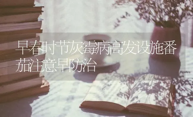 早春时节灰霉病高发设施番茄注意早防治 | 养殖技术大全