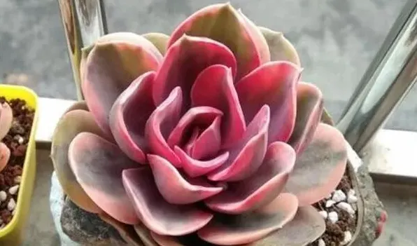 紫丁香花的特点是什么 | 农广天地