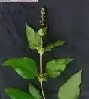 豚草是什么植物,豚草跟艾草是同一种植物吗？