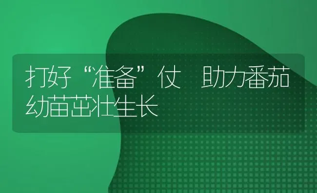 打好“准备”仗 助力番茄幼苗茁壮生长 | 养殖技术大全