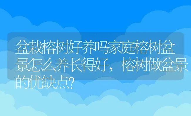 盆栽榕树好养吗家庭榕树盆景怎么养长得好,榕树做盆景的优缺点？ | 养殖科普