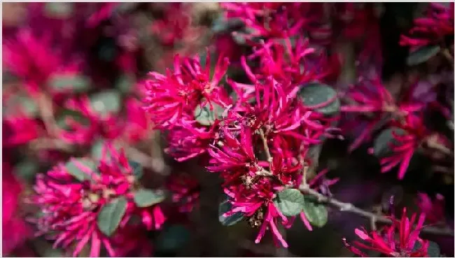 红花檵木的修剪方法 | 生活妙招